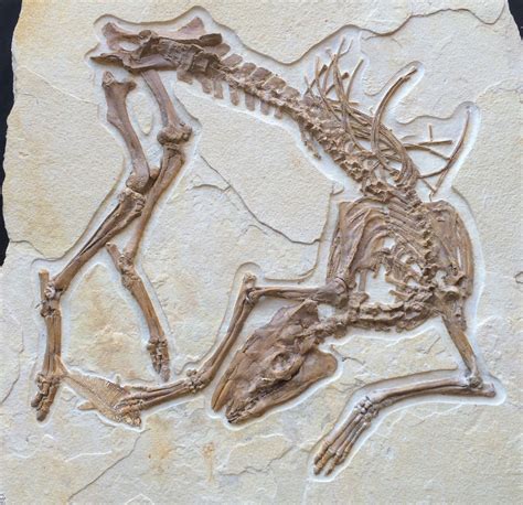 oldest horse fossil.